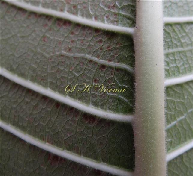  Leaf (Abaxial view)